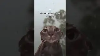 Лето в Нидерландах #нидерланды #голландия