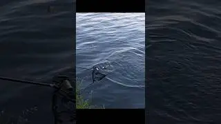 Рыбалка. Сынок поймал леща и банку)) #fishing #рыбалка #рыбалкавидео