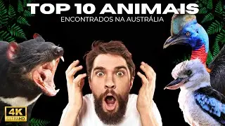 🦘Revelado: Os 10 Animais Mais Fascinantes e Bizarros do Mundo! #austrália #exotic #wildlife