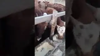 откорм бычков