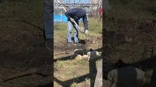 Как мы убирали поросль
