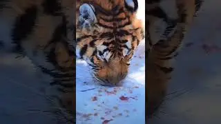 Tiger #animals #fencing #tiger  #enclosure