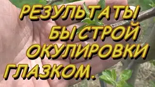 РЕЗУЛЬТАТЫ УЛУЧШЕННОЙ ОКУЛИРОВКИ ЯБЛОНИ И ПЕРСИКА