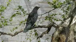 Пара воронов присмотрели гнёзда перевозчиков.