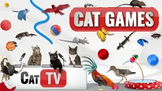 CAT Games | Ultimate Cat TV Compilation Vol 36 | 2 HOURS 🐝🐞🦋🦎🦜🐜🐭🧵