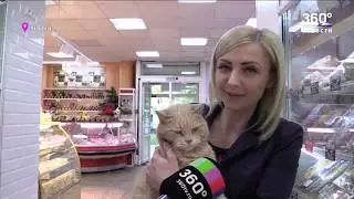 Пушистый друг. История потерявшегося кота Персика взволновала химчан