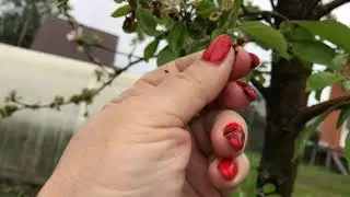 Обзор участка в конце мая