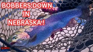 It's Bobber Down Time For Big Rainbow Trout In Nebraska !