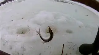 Лаврушка для Лавруши. (Лаврентия).👍😁
