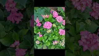 24.06.24г.🌹Летние Цветы!!! Очень шикарные!!!💖