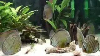 Wild Discus