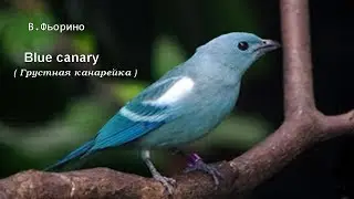 В.Фьорино 