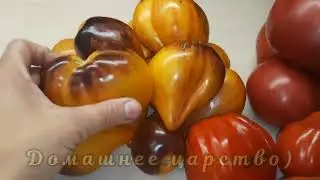 Самые урожайные сорта томатов!