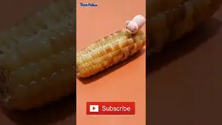 The greedy pig ate the corn