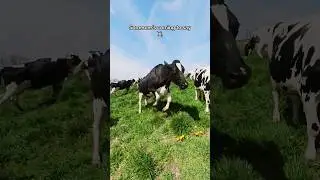 Happy Cows on Grass | Wisconsin Spring Romp