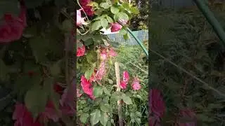 🌹Моя прекрасная кустовая роза🌹 