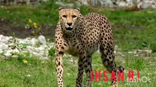 ihsan bj relaxing