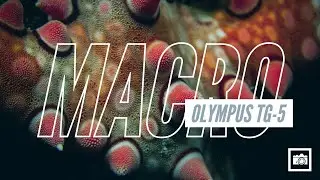Olympus Tough TG-5 Underwater Macro First Results