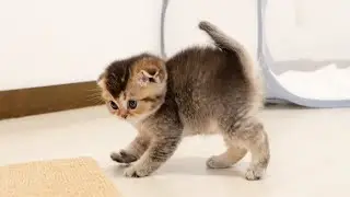 The kitten's first intimidating opponent was the mother cat.