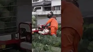 Vegetable work with YANMAR NC16 series