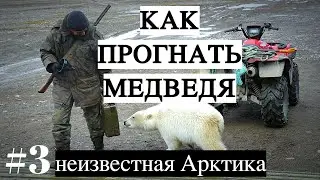 КАК ПРОГНАТЬ МЕДВЕДЯ / неизвестная Арктика #3 / ЭКСКЛЮЗИВ