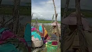 bukan berhala atau menyembah ini adalah acara syukuran ketika panen padi telah selesai 