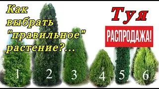 How to buy a decorative plant correctly. What to pay attention to and what not to do! SALE!