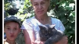 сеня