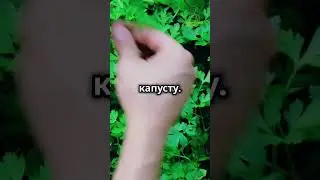 сажаем в августе #сад #огород #дача