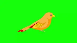 Green screen Sparrow 🤩🤩||ChromaCulture 🤩🤩#viral
