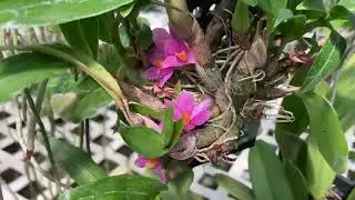Day 1 of the Chicagoland Orchid Festival | Natt’s Orchids