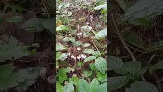 Natural Mushrooms #shorts കൂൺ  #nature