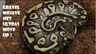 Gravel Mojave Het Ultramels are ready to Move Up ! Plus update on the Albino combos and Cyprus girl