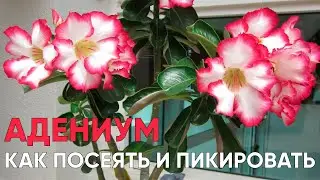 ВЫРАЩИВАЕМ АДЕНИУМ ИЗ СЕМЯН! Как посеять, как пикировать Адениум