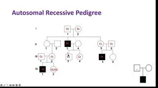 Inheritance part 3 - pedigrees