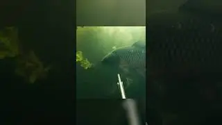 Подводные джунгли 🐊