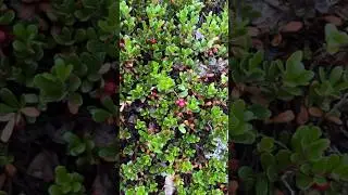 Брусника - Царица северных лесов…