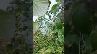 ЯГОДА МАЛИНА  В СЕНТЯБРЕ!!!!