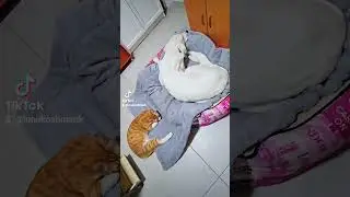 Как положено друзьям