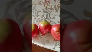 Помидорный сезон🍅😂