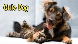 funny cats and dogs compilation reaction🤓 | funny and cute cats compilation 🤗