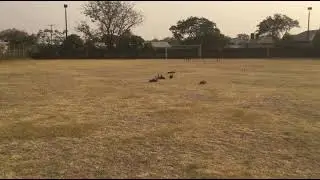 UGV Rover Swarm Autonomous coordination of movement