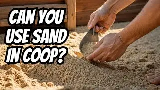 You can't have too many chickens~ Is it safe to use sand in a chicken coop??