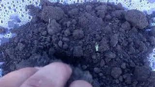 Утренняя прогулочка по опытному участку 10.06.2020 смотрем всхожесть семян (INNOWA SEED)