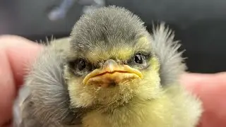 ￼￼￼ Синичка ￼🐥