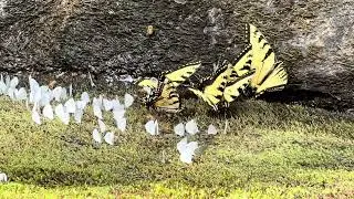 Jocassee”s 🦋 & 🐝 coexisting