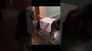 Лучший костюм для собаки (best costume for a dog)
