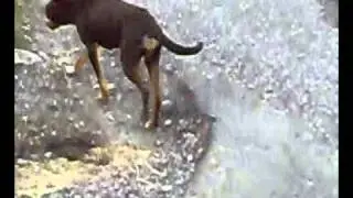 Funny Dog