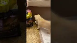 Good dog 🐶
