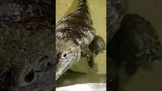 Казанский зооботсад ( старая часть)